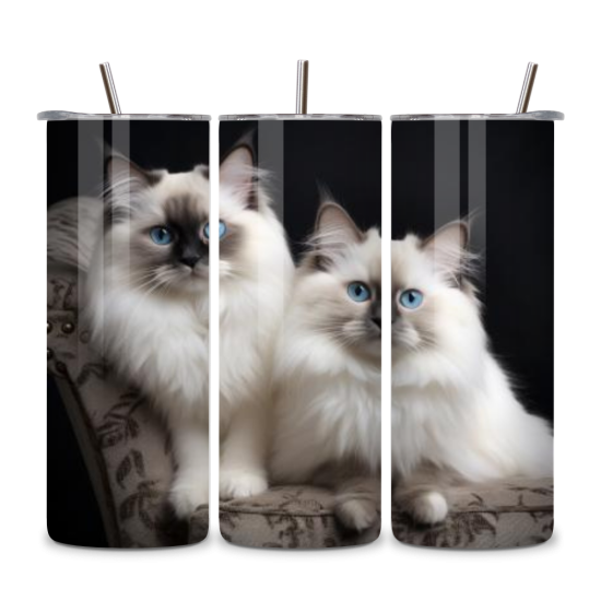 Cat 045