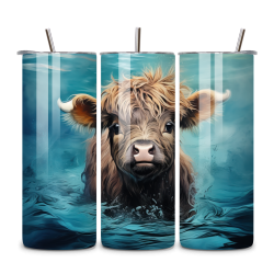 Highland Cow 001