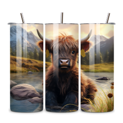 Highland Cow 009