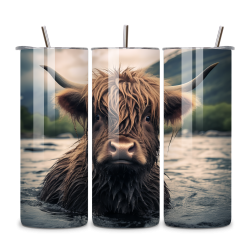 Highland Cow 012