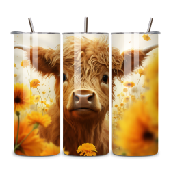 Highland Cow 016