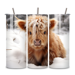 Highland Cow 044