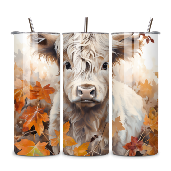 Highland Cow 084